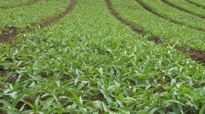 当年被农村人唾弃的野草，如今城市里价格飞涨，几十元一斤