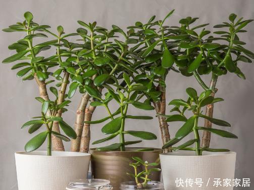  [不死鸟]4种“懒人花”，耐旱好养，丢阳台1个月不浇水，反而枝繁叶茂！