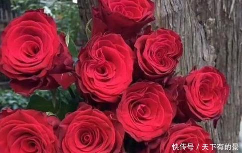 罗德斯@新手养花,不如养盆花中精品“罗德斯”,花色浓艳,红花似火