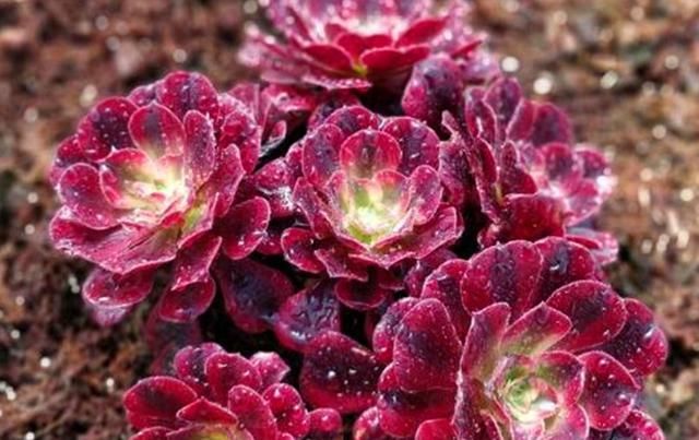  法师：教大家将法师多肉养成手捧花,方法简单学一遍就会