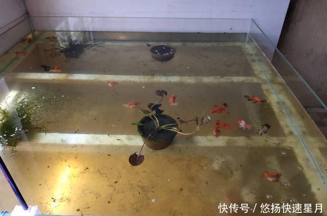  [养鱼老道]饲养或者购买观赏鱼，如何不被他人忽悠，尽量不吃亏上当呢