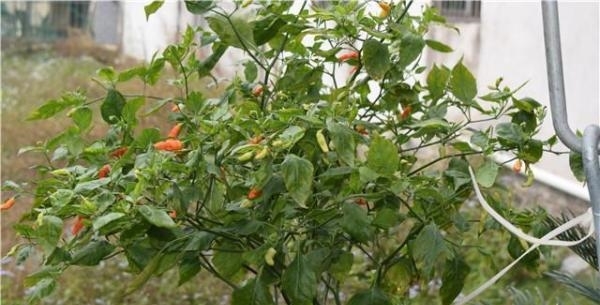 国人不愧是种菜狂魔，泡沫盒、垃圾桶里种菜比地里长得还好