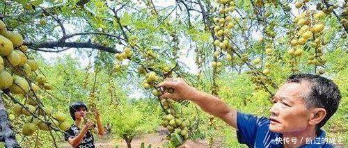 这野果农民每年都会去摘，却从来都不舍得吃，这是为何