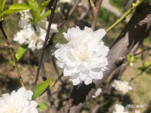  『植物园』走进植物园小编带你识桃花