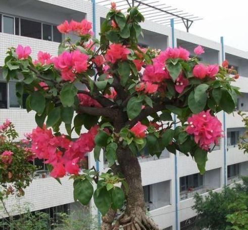  『试试』总是养不好花，试试养上“此花”，它适应能力超强，还特别美观