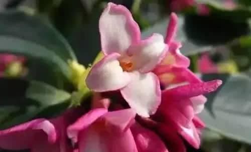  『城市』全国这56座城市市花你都知道是什么吗？太美了！