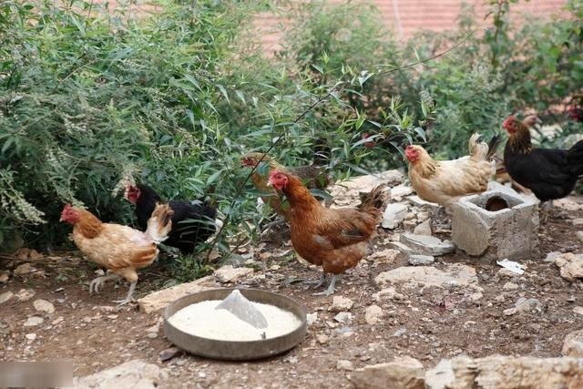  「养殖户」未来五年的养殖发展方向