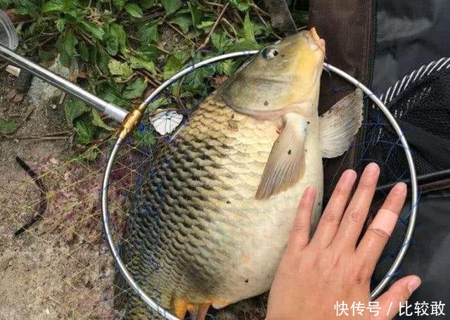  【误食】春天钓到这“三”种鱼，千万别误食鱼子，其中一种毒性最大！