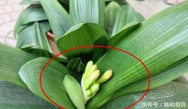  [阿司匹林]君子兰不开花教你这样浇水，君子兰健壮不烂根，开花爆盆不是梦