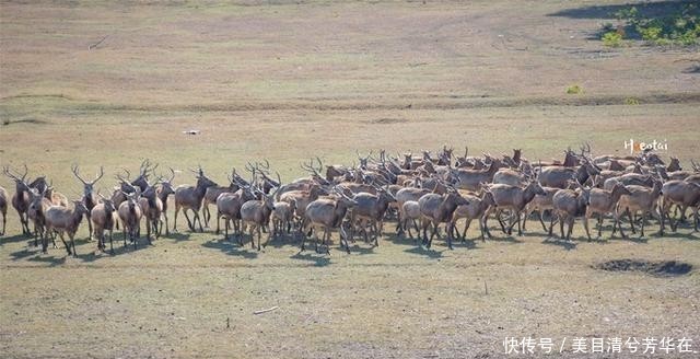 江苏有种名蟹全是“运动员”,用特殊工具捕捞,生长环境优质