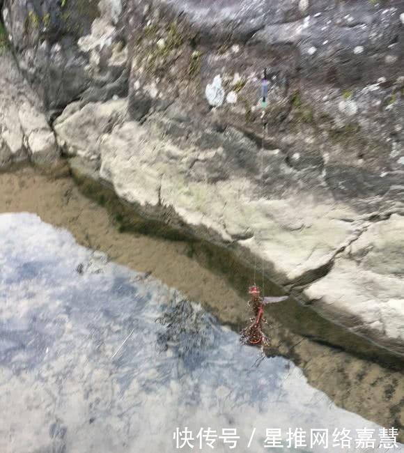 山涧:这是娃娃鱼吗?山涧钓鱼,水底全是“四脚兽”,一小时钓了十几条