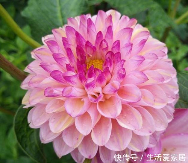  夏堇：夏天到了，家里养上这些花，越晒开花越多，美美一夏天！