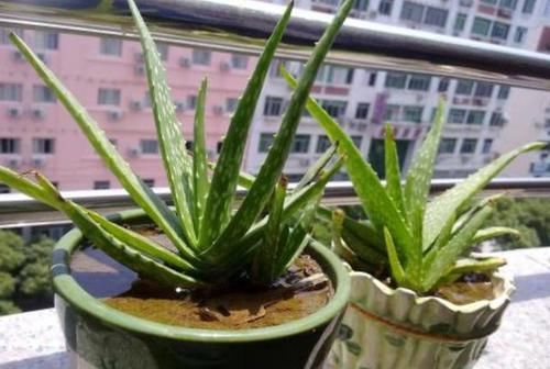  『经验』家庭种植芦荟的关键，在于这3点养护技巧，学会了疯长还少生病