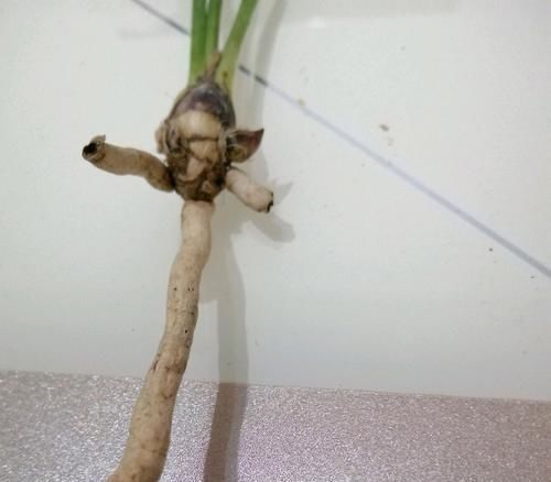 服盆■花600块钱在网上买的兰花老头苗是不是被骗了,怎么种兰花服盆快