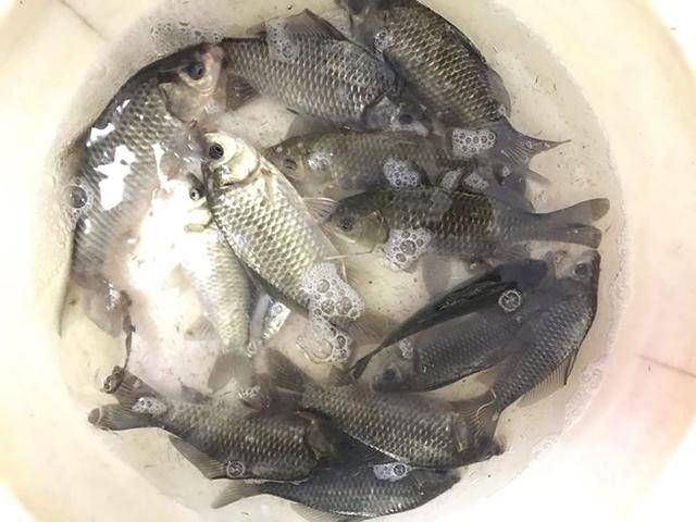  「钓到」我是钓鱼人，但是我放生了一条7斤的鲤鱼，希望新的一年好运连连