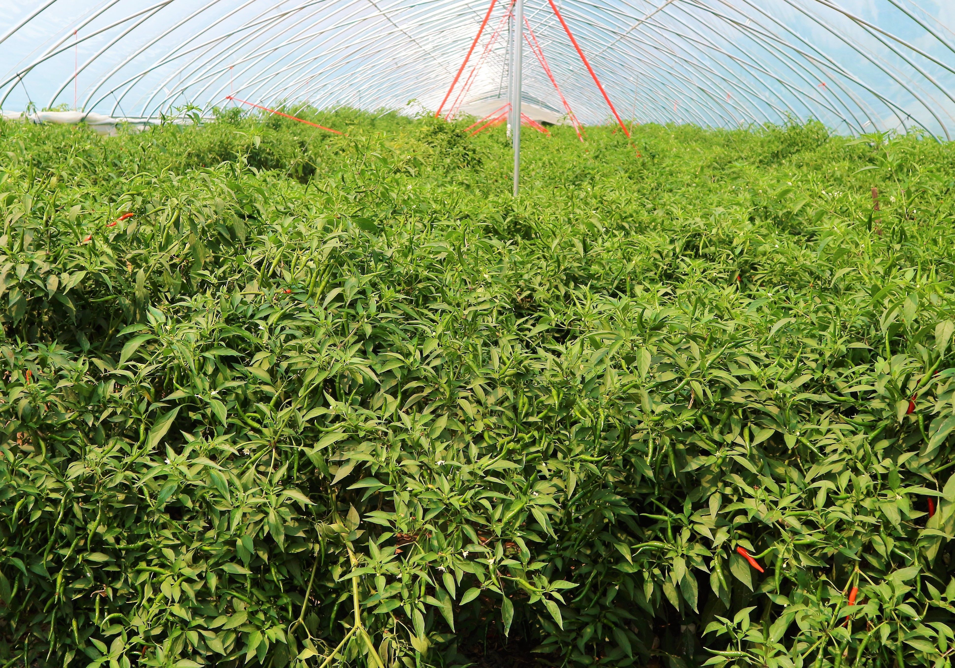 农民种植一种辣椒，3亩净赚60000元，被当地农民称为“摇钱树”