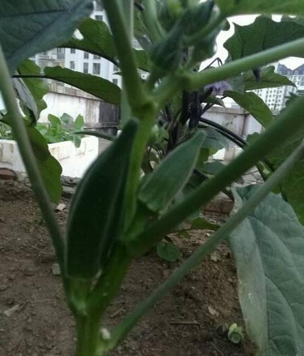 『收获』阳台种上4种菜,2个月就能收获,一茬接一茬,绿色又健康!