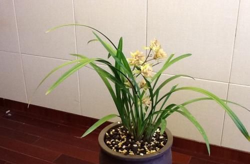 旺盛■养这4款低矮植物,发育旺盛,开花美艳迷人,观赏性超高,真漂亮