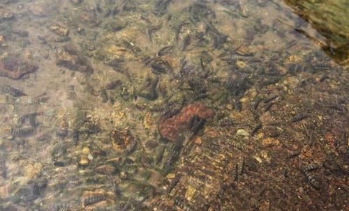  [生态]诸暨45万尾石斑鱼投入15条生态河道，今年投放量是往年的2