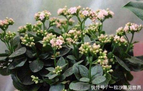  「虎皮兰」4种常见的“贱花”，浇水一多就“烂根”，不管却“爆盆”了