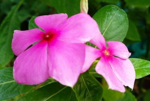  『迷人』芳菲四月，家养这几款小花，繁花锦簇，开成小花海，花朵烂漫迷人