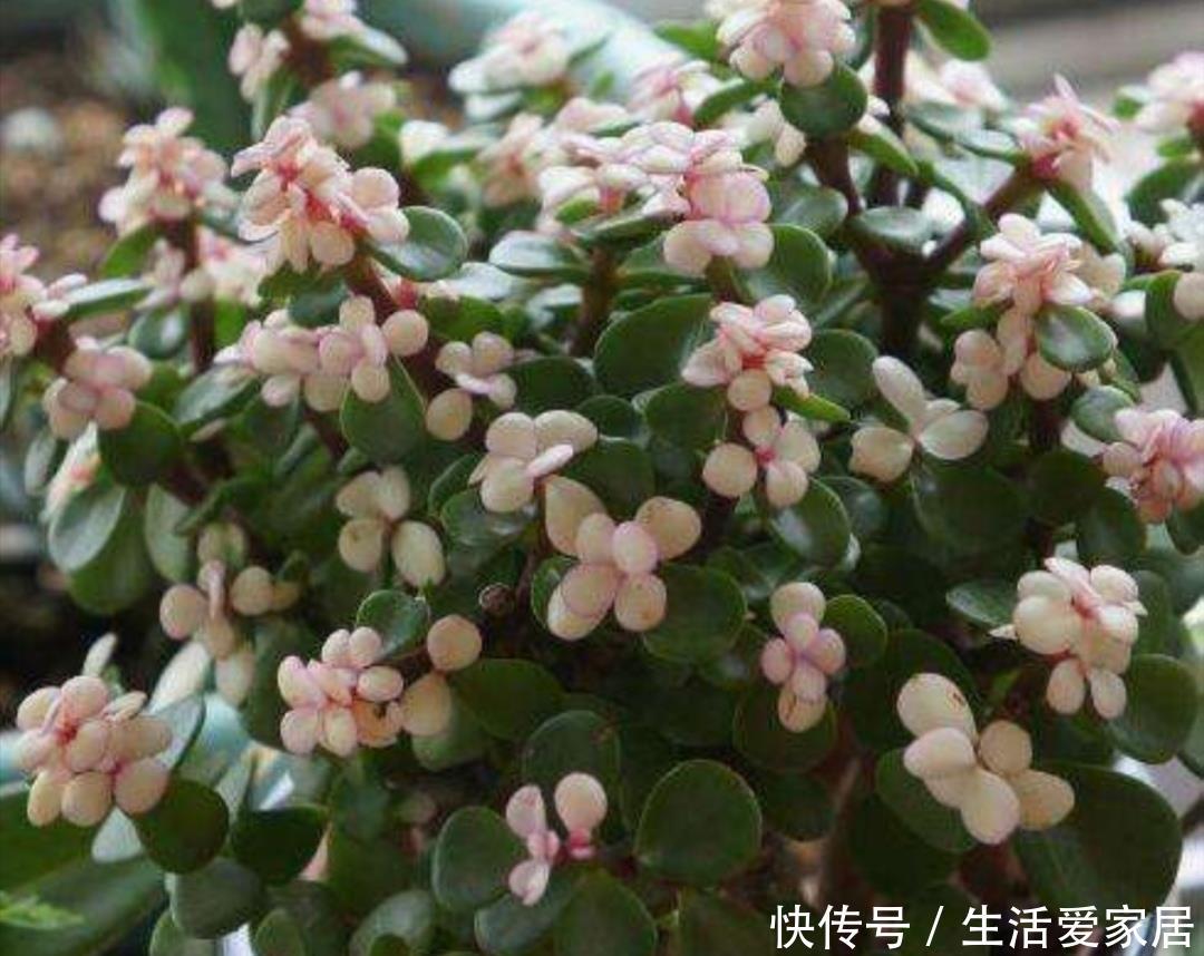  『家庭盆栽』家中养金枝玉叶，到底能不能开花，原来需要满足这些条件