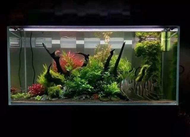 「养草」从养鱼到养草，从雨林缸到水陆缸 | 10年水族之路
