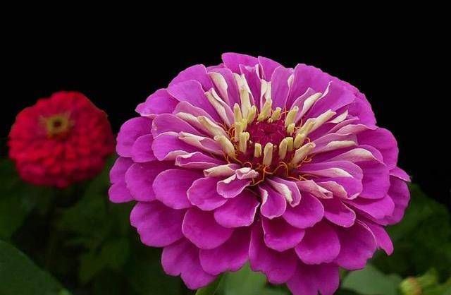  『能力』3种花名字土的像野菜，开花能力却很强，花大色艳数量多，好养活