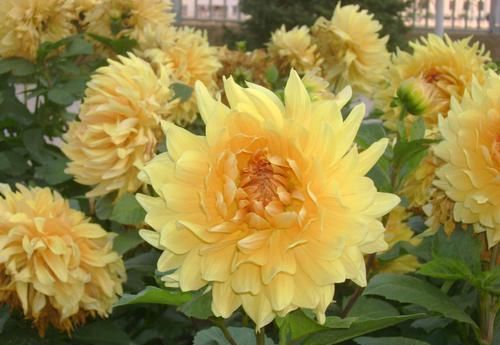  [拥有]此花开花颜色多样鲜艳，花期长，值得拥有养护观赏