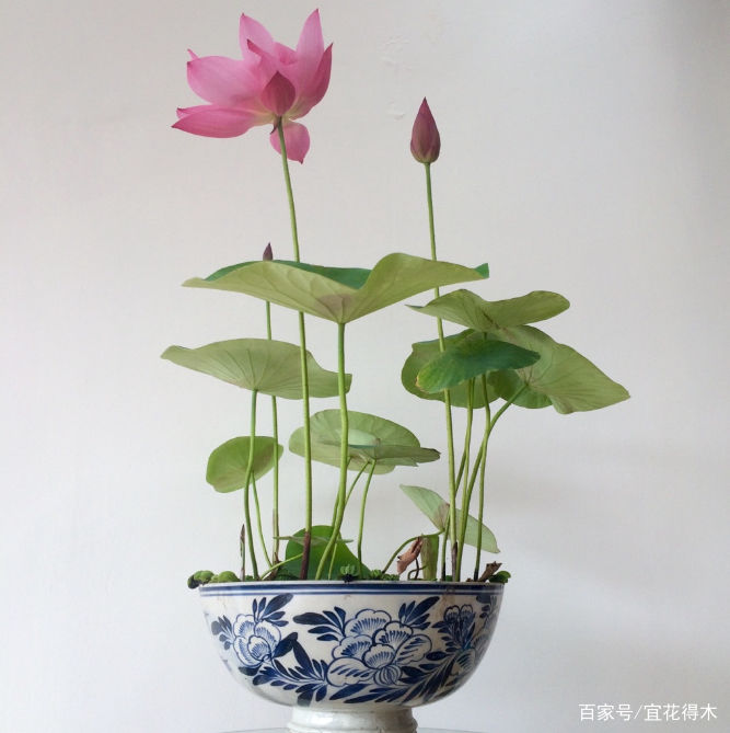  【何在】碗莲为何不开花？原因何在？如何选购和栽培？