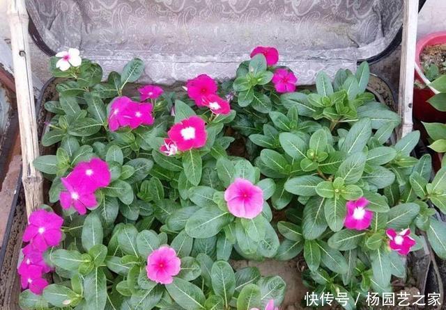 『开爆』秋天养什么花好?“3种花”,扦插即活,开一个秋天,天天开爆盆