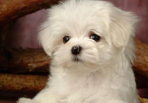 老人常说的：“猪来穷，狗来富，猫来开当铺”是啥意思？