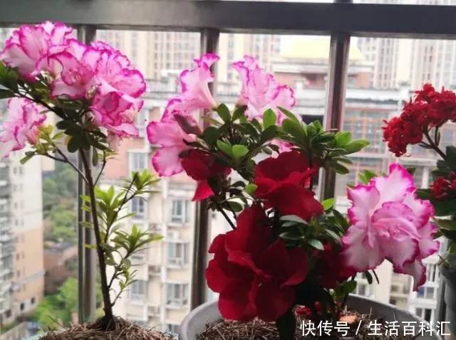 常见|花市常见的7种花,买回家总是养不活