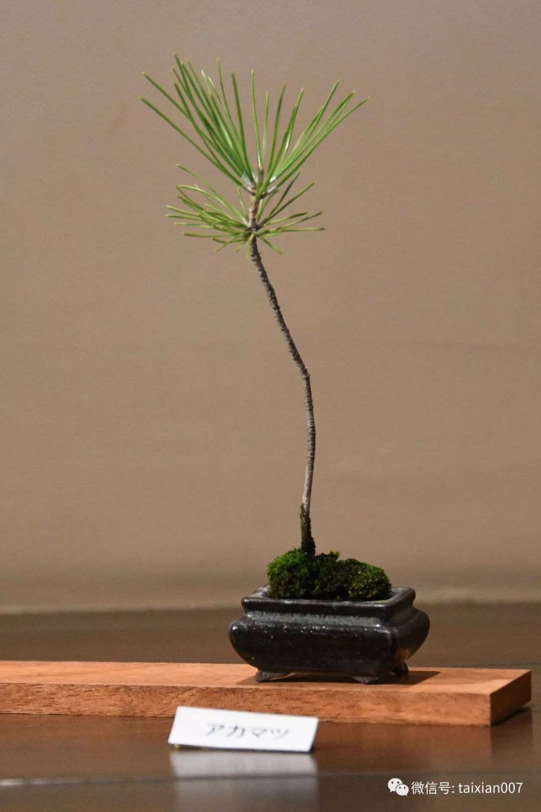 微盆景:把玩古朴的雅趣