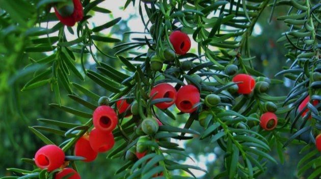 满枝■红豆杉这样浇水,叶色苍郁,红豆满枝!