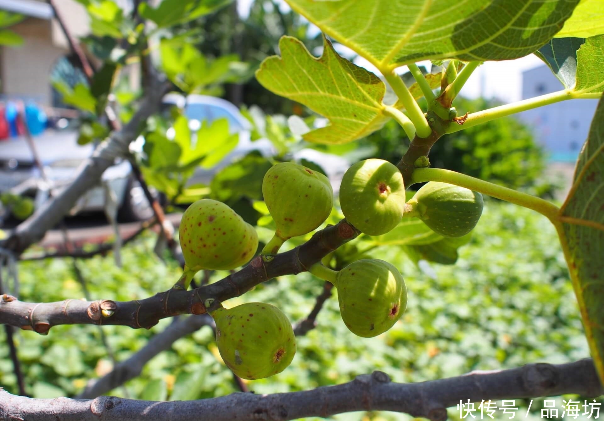 [现如今]世界上投产最快的果树，现如今大量种植没销路，每天烂