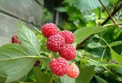 『果实』覆盆子的花白色,果实有红色,金色