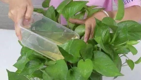 「成活」扦插生根慢、成活率低?只需用上“1片药”,白根呼呼冒,易成活