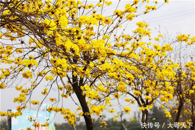 一树黄花醉人眼，冲天香透盈香园，这个周末去佛山踏青赏花