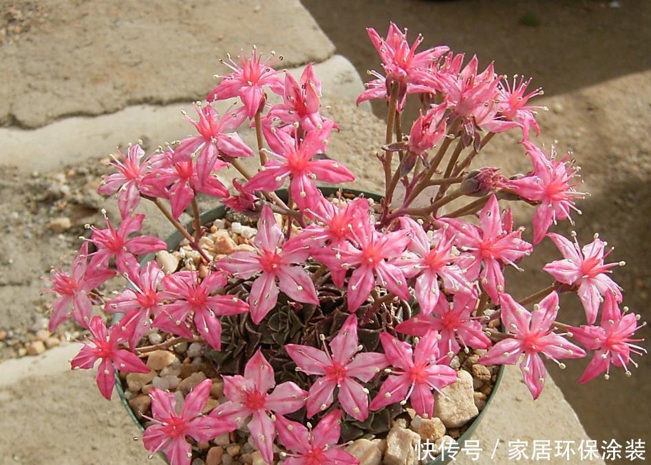 【独特】新手养花,不如养观赏精品:美丽莲,花色独特,十分美丽