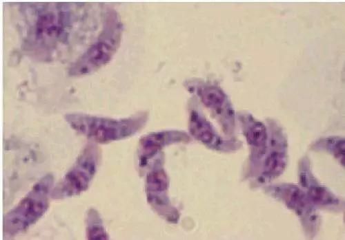 黄瓜里的寄生虫杀不死？擦亮眼睛，别信了这条谣言