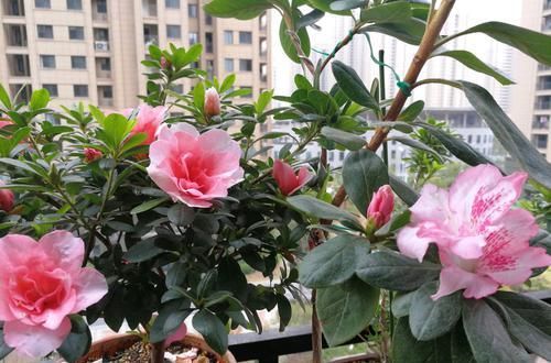 发黄萎蔫@同一个花盆里的两株杜鹃花，一株正常，一株萎蔫怎么回事？
