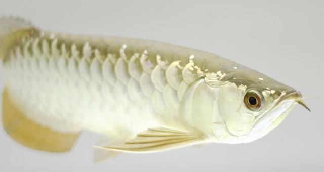  【新龙入缸】细谈龙鱼绝食、偏食及对策