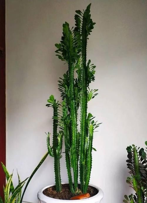  【养护的时】这花可真了不得，随便一养就猛蹿戳屋顶，吓得赶紧搬出去！