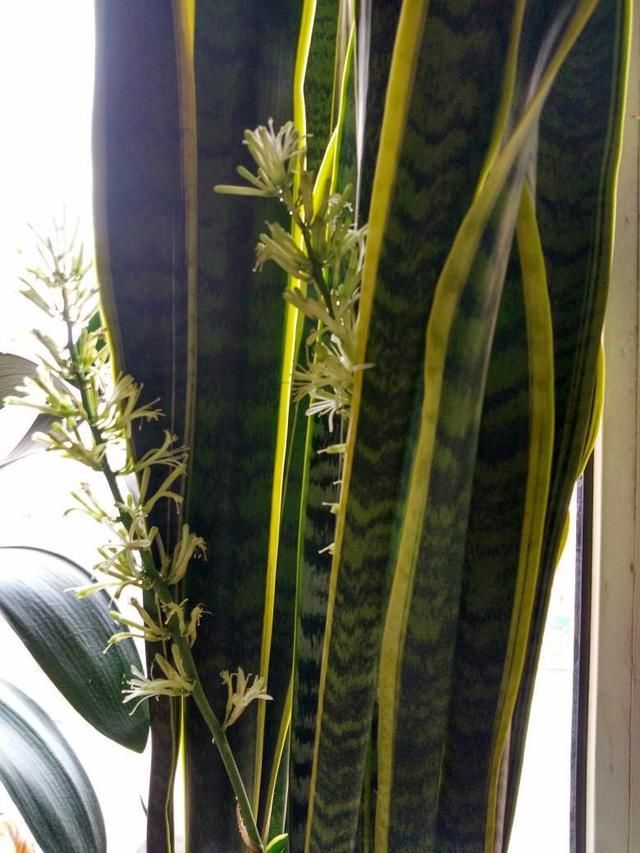  『虎皮兰』这三种花“专家”才敢养他们，养开花才厉害，福气满满花枝高挑
