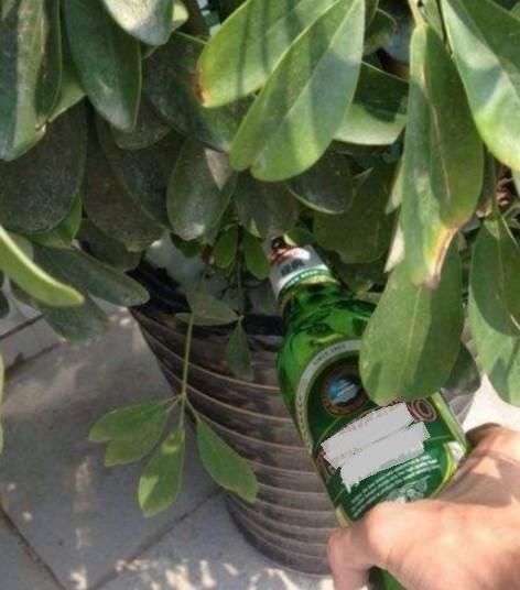  全民@全民养花季，教你6个“养花绝招”，杀害虫促发芽，扦插生根快