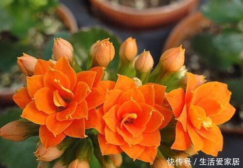 『花卉植物』不会养花?照着这“3点”做,准没错,阳台变花海,成小森林
