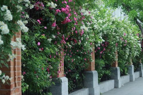  「庭院」等我老了，一定要建个庭院，庭前种竹，四时花开