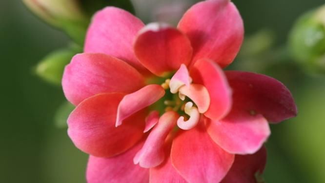  「运势」4种花万万不可轻易送人，养在家里“运势”佳，多少盆都不多！