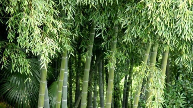  「竹子」老祖宗说“竹子开花，马上搬家”，竹子会开花？为何开